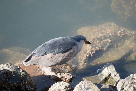 wild water bird on a sea in patagonia
