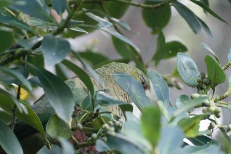 petit perroquet vert sauvage sur une branche d'arbre