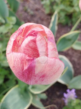 detai der rosa Blume in Blüte im Frühling
