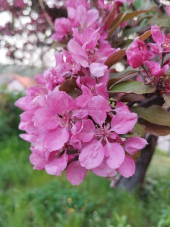 detai der rosa Blume in Blüte im Frühling