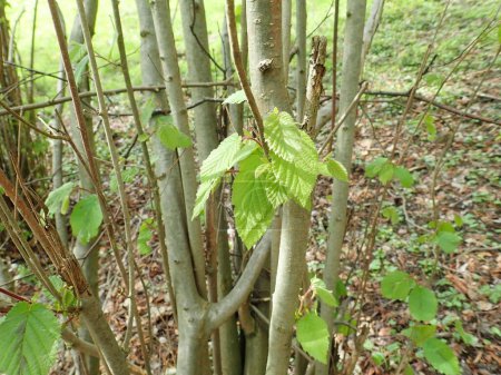 detail of green tree branch in spring season 