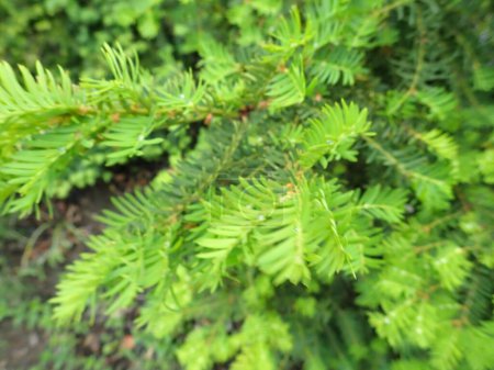 detail of green tree branch in spring season 