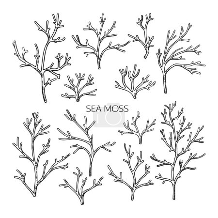 Illustration for Collection of hand drawn irish moss. Edible seaweed. Black and white vector illustration - Royalty Free Image