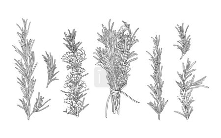 Foto de Conjunto vectorial de ramas de romero blanco y negro dibujadas a mano. Ilustración de hierbas especiadas para menú, empaquetado, tarjeta, diseño de pancartas - Imagen libre de derechos