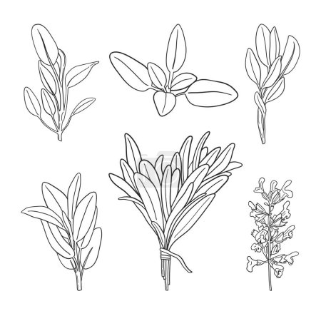 Foto de Conjunto de hierbas medicinales y culinarias. Ramas, hojas y flores de salvia dibujadas a mano en blanco y negro - Imagen libre de derechos
