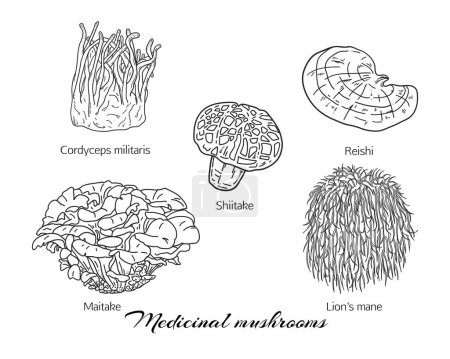 Conjunto dibujado a mano de hongos medicinales como shiitaki, maitake, cordyceps, reishi y melena de leones. Ilustración en blanco y negro