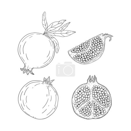 Foto de Juego de granadas dibujadas a mano. Ilustración vintage de frutas enteras y picadas aisladas sobre fondo blanco - Imagen libre de derechos