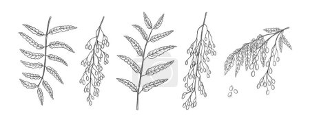 Illustration for Set of hand drawn neem plant branches and leaves. Ayurvedic indian herb for cosmetics, alternative medicine. Black and white illustration - Royalty Free Image