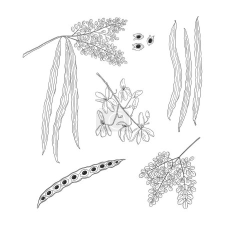 Illustration for Set of botanical drawings of Moringa oleifera leaves, flowers, seeds, pods. Parts of ayurvedic plant hand drawn in black color on white background - Royalty Free Image