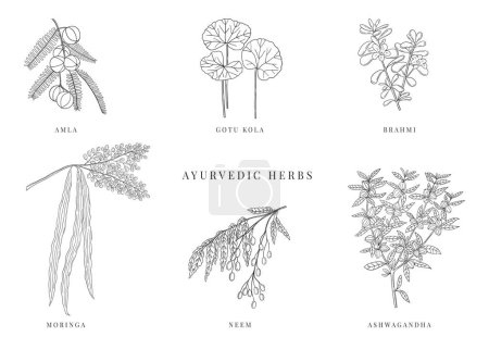 Illustration for Ayurvedic plants hand drawn vector set. Alternative medicinal plants Neem, Ashwagandha, Amla, Gotu Kola, Brahmi and Moringa. Traditional herbal therapy - Royalty Free Image