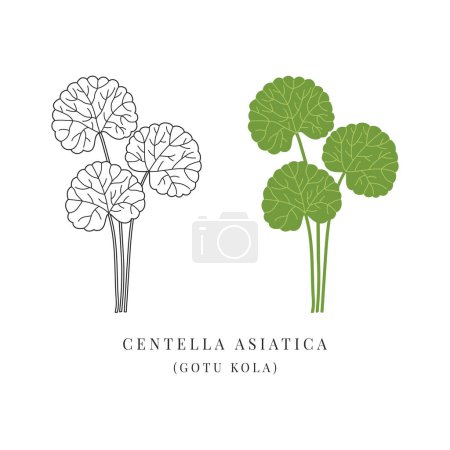 Illustration for Centella asiatica ayurvedic herb simple illustration. Gotu kola plant. Alternative medicine. Cosmetic ingredient - Royalty Free Image