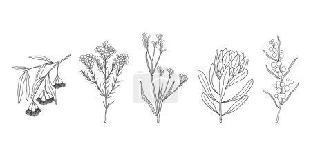 Foto de Conjunto de flores y plantas nativas australianas dibujadas a mano. Ilustración monocromática simple de gaveta dorada, protea, pata de canguro, flor de cera y eucalipto - Imagen libre de derechos