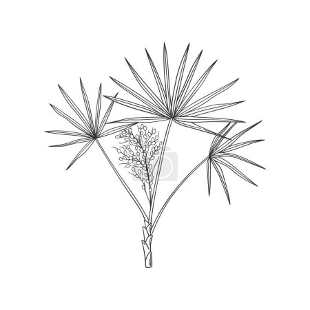 Illustration for Saw Palmetto or Serenoa repens hand drawn medicinal tree. Black and white botanical vector illustration - Royalty Free Image