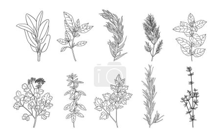 Foto de Conjunto de hierbas y especias dibujadas a mano. Bosquejo de hierbas culinarias naturales. Ilustraciones botánicas de plantas aromáticas - Imagen libre de derechos