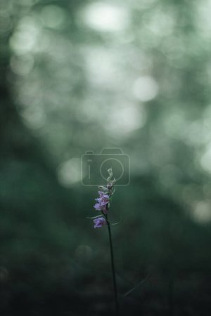 Foto de Flor silvestre del bosque púrpura con fondo malhumorado para un fondo de pantalla. - Imagen libre de derechos