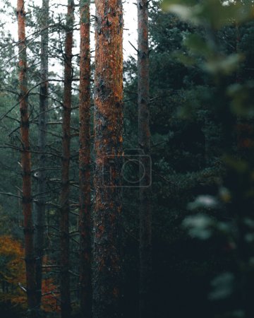 Photo for Dominant orange color during fall in a pine forest. - Royalty Free Image