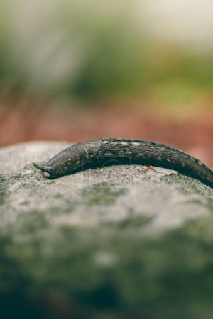 A large slug crawling over a rock covered with moss outside in the nature.