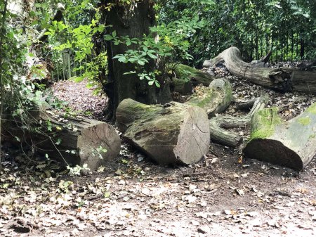 Foto de Viejos árboles secos en el suelo en el parque o bosque. Registros en el parque.Foto real. - Imagen libre de derechos