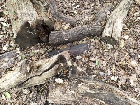 Foto de Viejos árboles secos en el suelo en el parque o bosque. Registros en el parque.Foto real. - Imagen libre de derechos