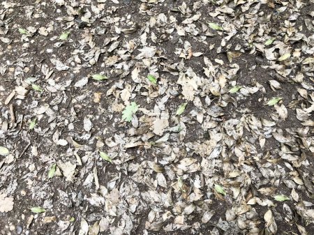 Photo for Ground strewn with leaves in the forest, sports and healthy lifestyle, reboot, benefits of fresh air, caring for nature and environment, rehabilitation - Royalty Free Image