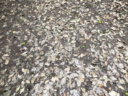 Photo for Ground strewn with leaves in the forest, sports and healthy lifestyle, reboot, benefits of fresh air, caring for nature and environment, rehabilitation - Royalty Free Image