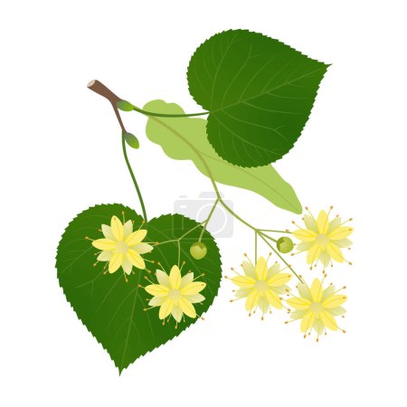Ilustración de Una rama de tilo con flores y hojas sobre un fondo blanco. - Imagen libre de derechos