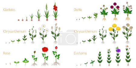 Set of flower growth cycles isolated on white background.