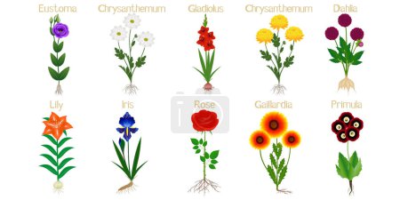 Illustration for Set of flowers with roots on a white. - Royalty Free Image