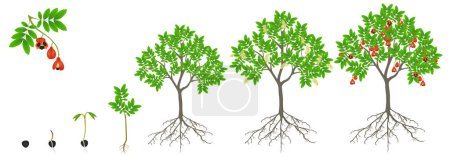 Ilustración de Ciclo de crecimiento de un árbol de blighia sapida sobre un fondo blanco. - Imagen libre de derechos