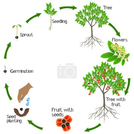 Ilustración de Un ciclo de crecimiento de un árbol de ackee sobre un fondo blanco. - Imagen libre de derechos