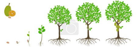 Illustration for Cycle of growth of jackfruit tree on a white background. - Royalty Free Image