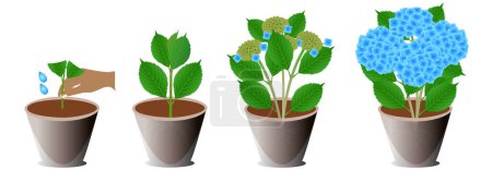 Illustration for Growth cycle of a potted blue hydrangea on a white background. - Royalty Free Image