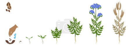 Illustration for Cycle of growth of a phacelia plant plant isolated on a white background. - Royalty Free Image