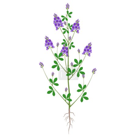 Illustration for Alfalfa plant with flowers and roots on a white background. - Royalty Free Image