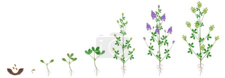 Cycle of growth of alfalfa plant isolated on a white background.