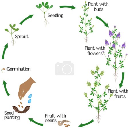 Ilustración de Un ciclo de crecimiento de la planta de alfalfa sobre un fondo blanco. - Imagen libre de derechos