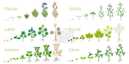 Ilustración de Ciclos de crecimiento de plantas de estiércol verde sobre un blanco. - Imagen libre de derechos