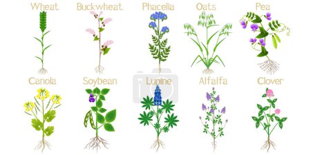 Téléchargez les illustrations : Usines d'engrais vert avec des fleurs et des racines sur fond blanc. - en licence libre de droit