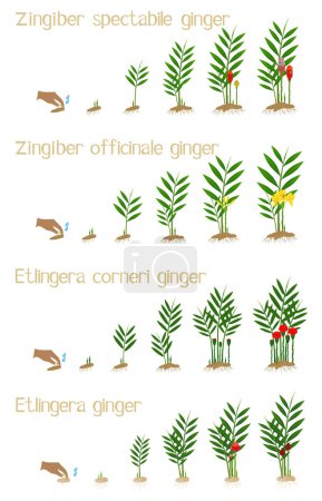 Illustration for Set of growth cycles of ginger on a white background. - Royalty Free Image