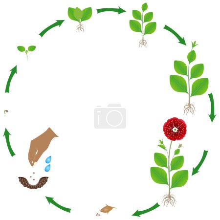 Illustration for Life cycle of petunia plant on a white background. - Royalty Free Image