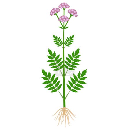Téléchargez les illustrations : Plante de valériane médicale avec des racines sur fond blanc. - en licence libre de droit