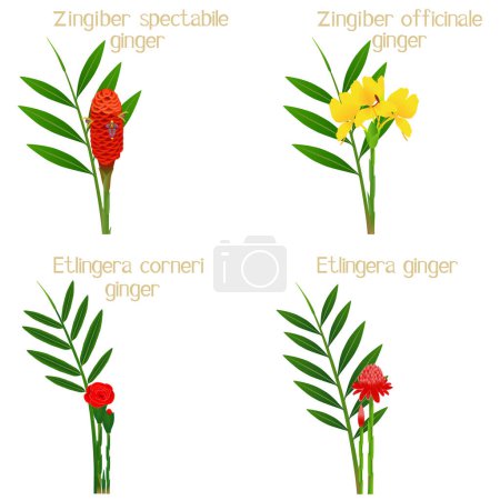 Illustration for Set of ginger flowers on a white background. - Royalty Free Image