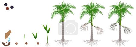 Illustration for Cycle of growth of acai palm tree on a white background. - Royalty Free Image