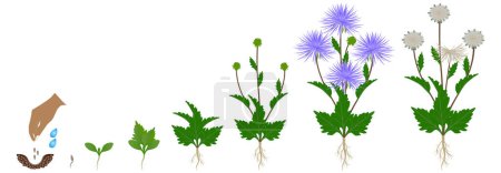 Téléchargez les illustrations : Cycle de croissance d'une plante d'aster isolée sur fond blanc. - en licence libre de droit