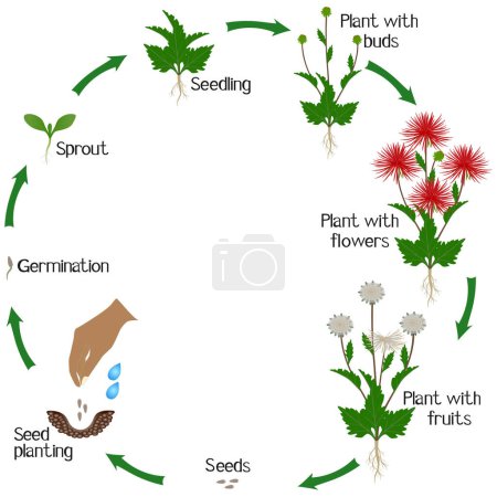 Téléchargez les illustrations : Un cycle de croissance de fleurs d'aster sur fond blanc. - en licence libre de droit
