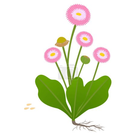 Illustration for Daisy plant with flowers and seeds on a white background. - Royalty Free Image