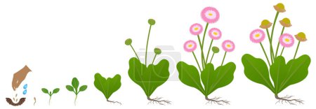 Illustration for Cycle of growth of daisy plant isolated on a white background. - Royalty Free Image
