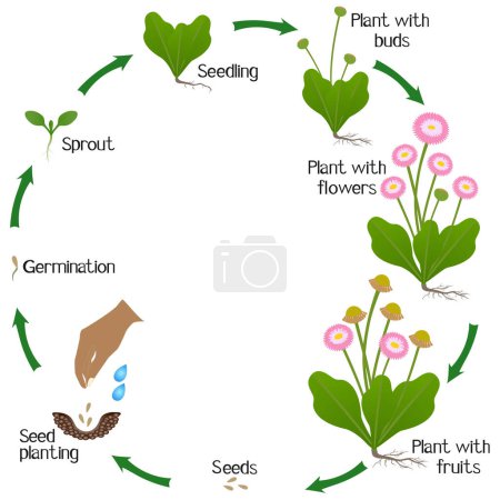 Illustration for A growth cycle of daisy plant on a white background. - Royalty Free Image