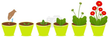 Illustration for Growth cycle of daisy plant in a pot on a white background. - Royalty Free Image