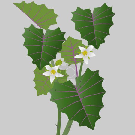 Ilustración de Naranjilla flores con hojas en tallos sobre un fondo gris. - Imagen libre de derechos